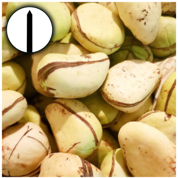 THE MIGHTY KOLA NUT