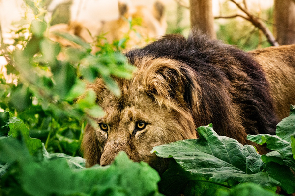 African Safari Trophy Hunting: Africa's Last Frontier