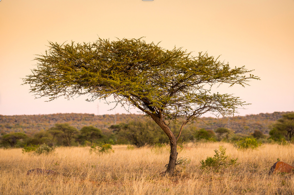 The Tree of Forgetfulness
